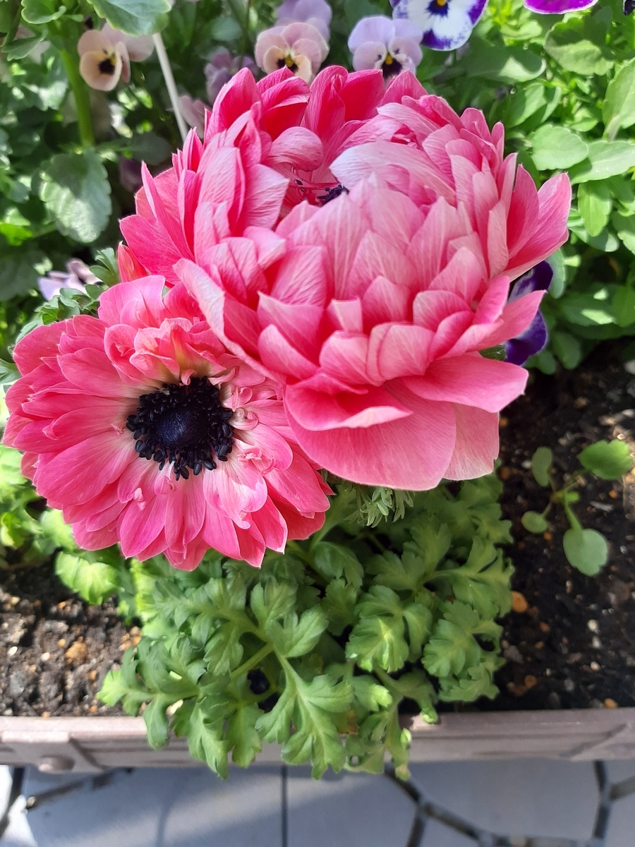 f:id:amidiary:20220406150005j:plain
