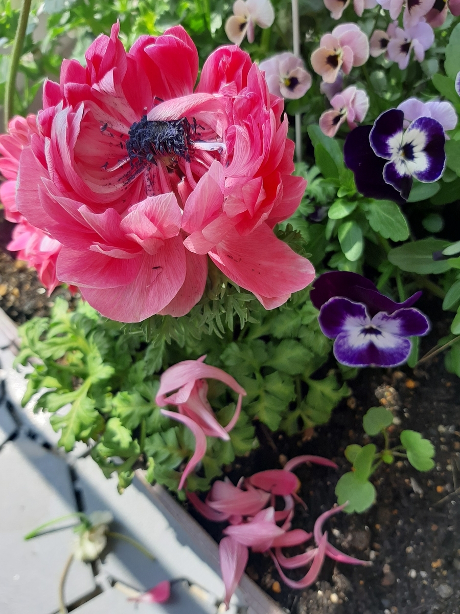 f:id:amidiary:20220406150147j:plain