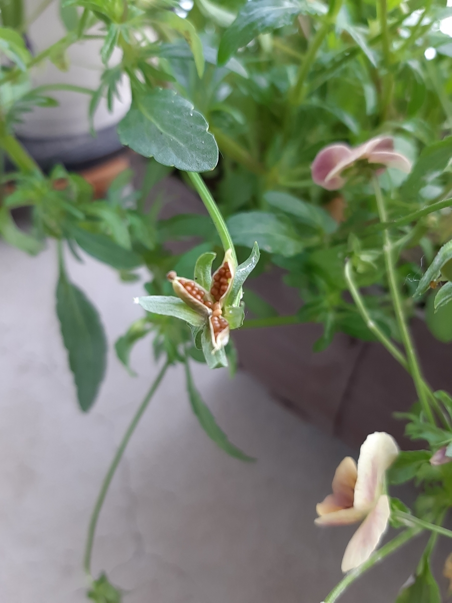 初のビオラ種取り 成功しました Amidiary ゆるゆる主婦ガーデニング