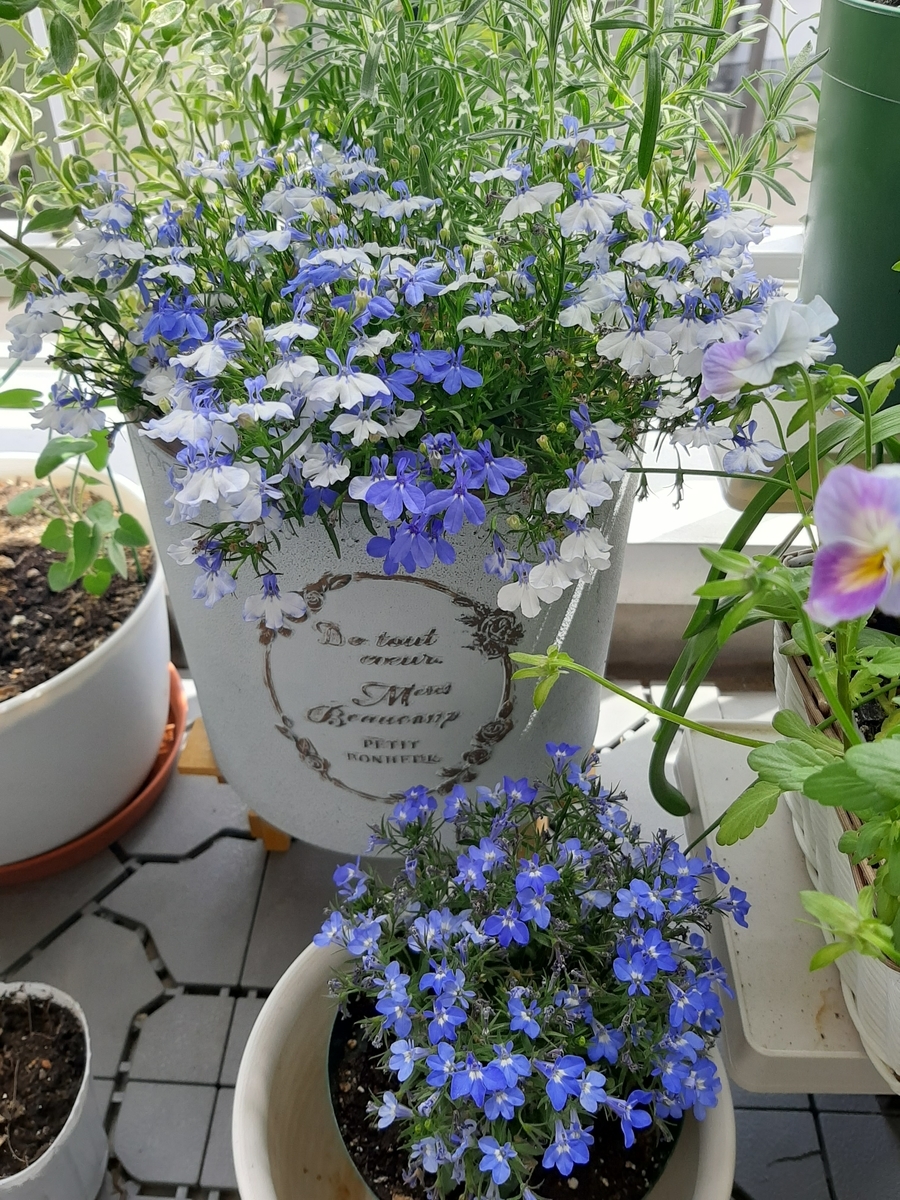 寄せ植えロベリアがもりもりに ダリア球根植えてみました Amidiary ゆるゆる主婦ガーデニング