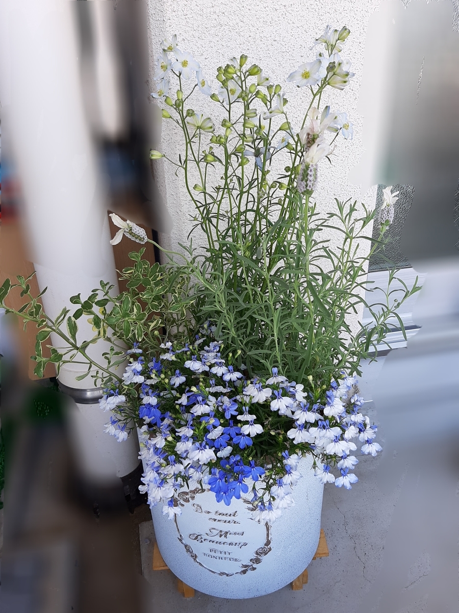 寄せ植えロベリアがもりもりに ダリア球根植えてみました Amidiary ゆるゆる主婦ガーデニング