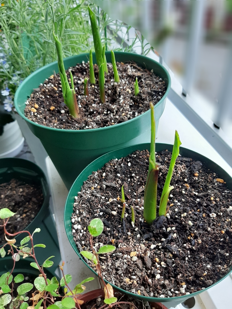 カラーの芽がニョキニョキ成長中♪ 満開のブルースター - amidiary