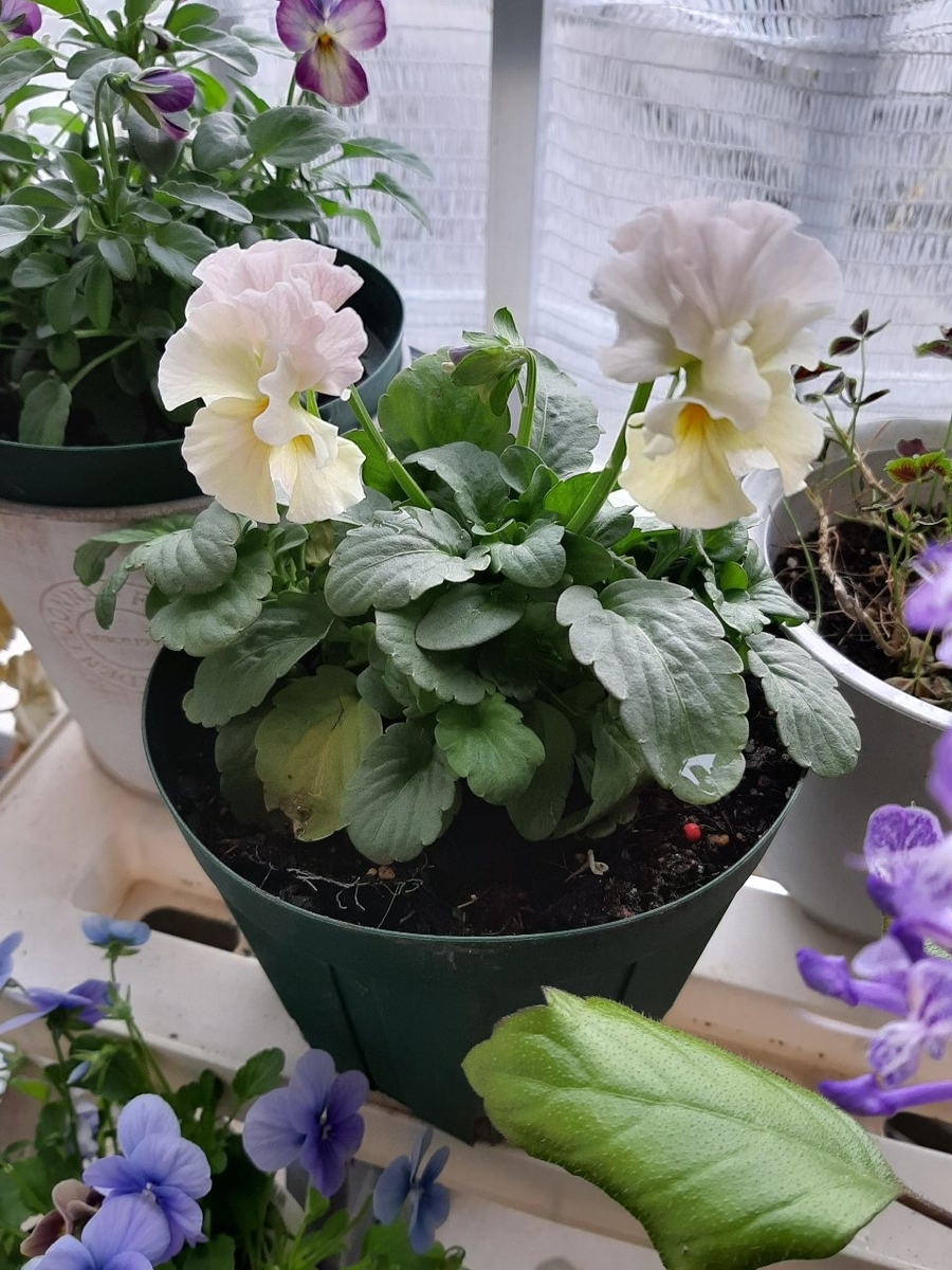 シエルブリエ7 ○フリル咲きパンジー 『シエルブリエ』 花日和オリジナル | すべての