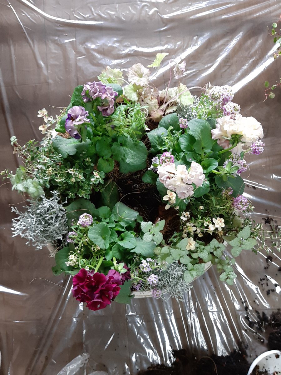 アントワネットとソワレの寄せ植え♪初クレール ドゥ リュンヌ