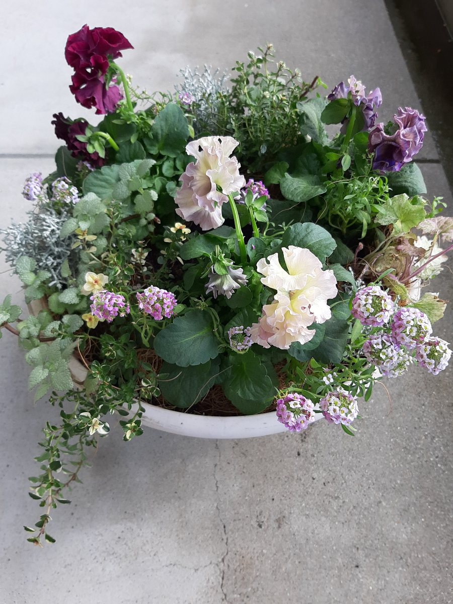 アントワネットとソワレの寄せ植え♪初クレール ドゥ リュンヌ