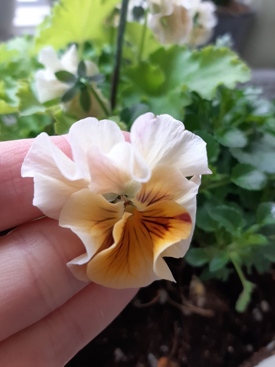 爽やか♪春に映えそうなライムグリーンの寄せ植え - amidiary ゆるゆる