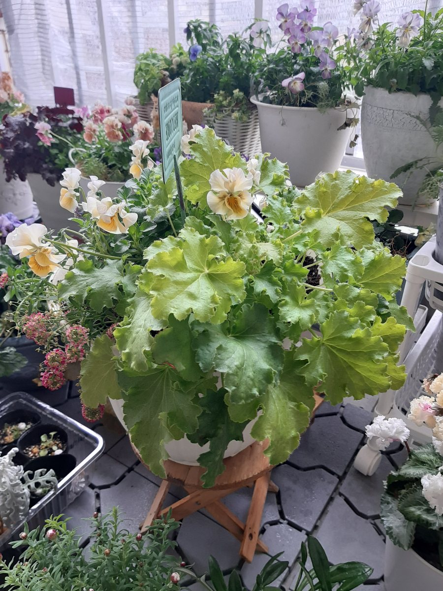 爽やか♪春に映えそうなライムグリーンの寄せ植え - amidiary ゆるゆる