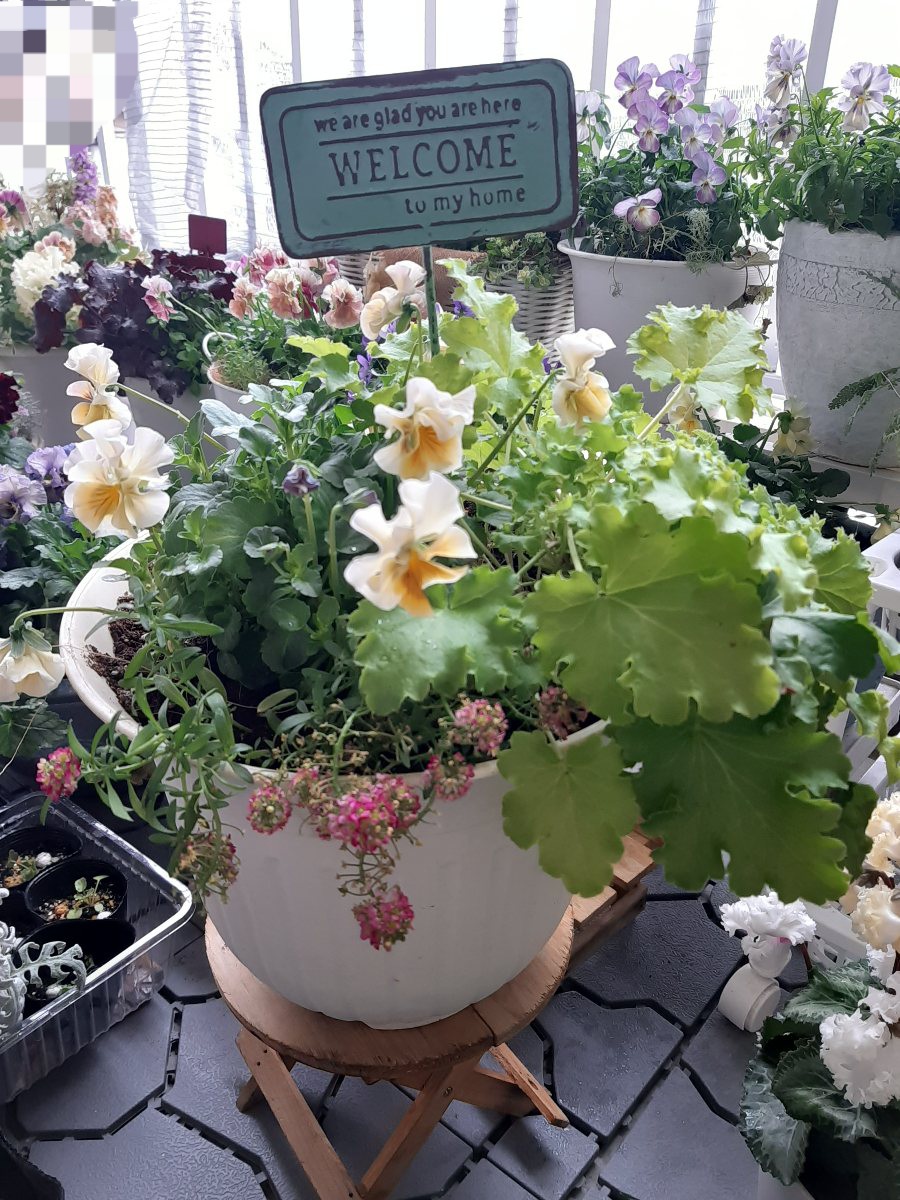 爽やか♪春に映えそうなライムグリーンの寄せ植え - amidiary ゆるゆる