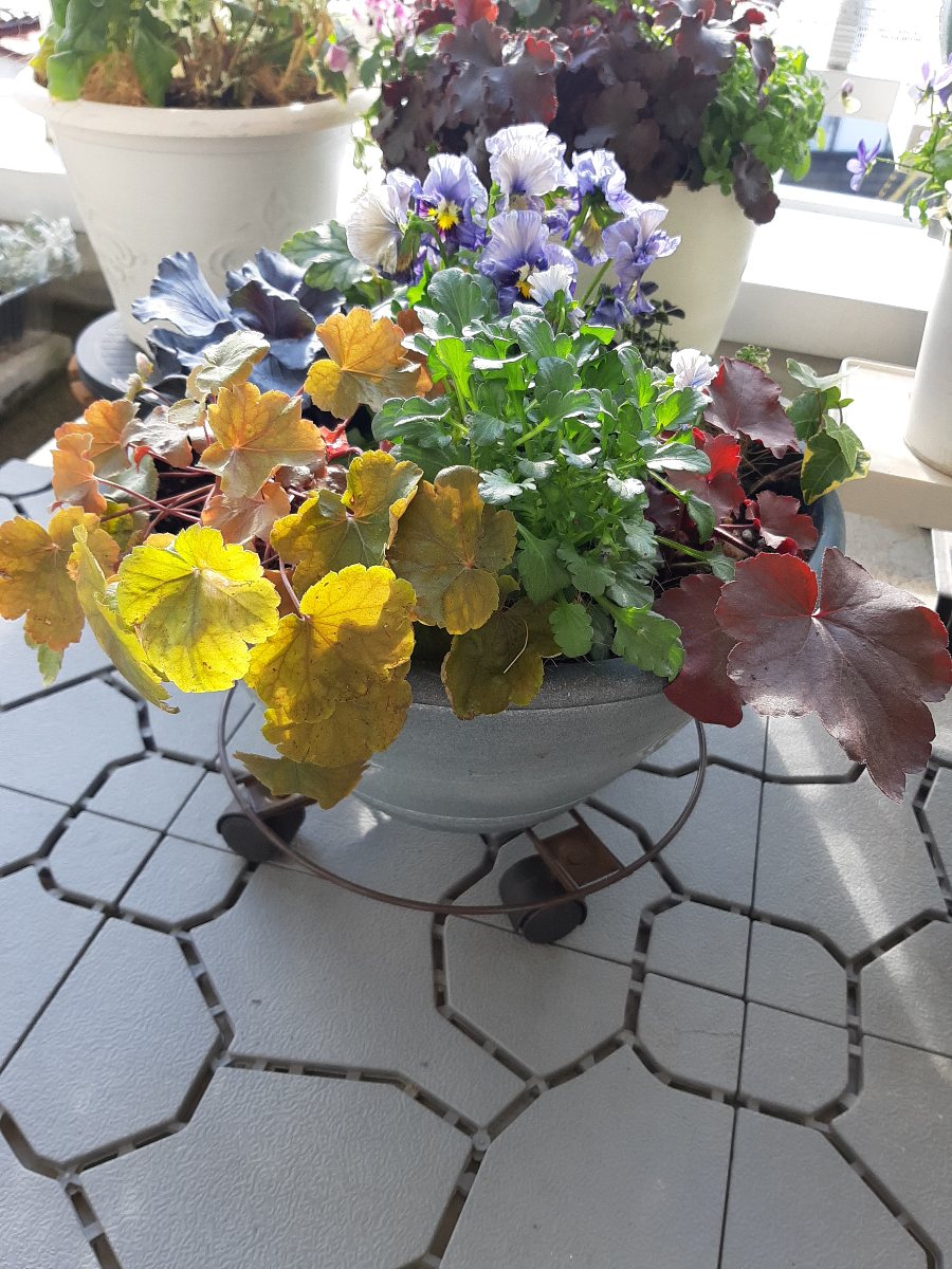 寄せ植え　花　クレールドゥリュンヌ クレールドゥリュンヌの寄せ植え プスキニアと一緒に