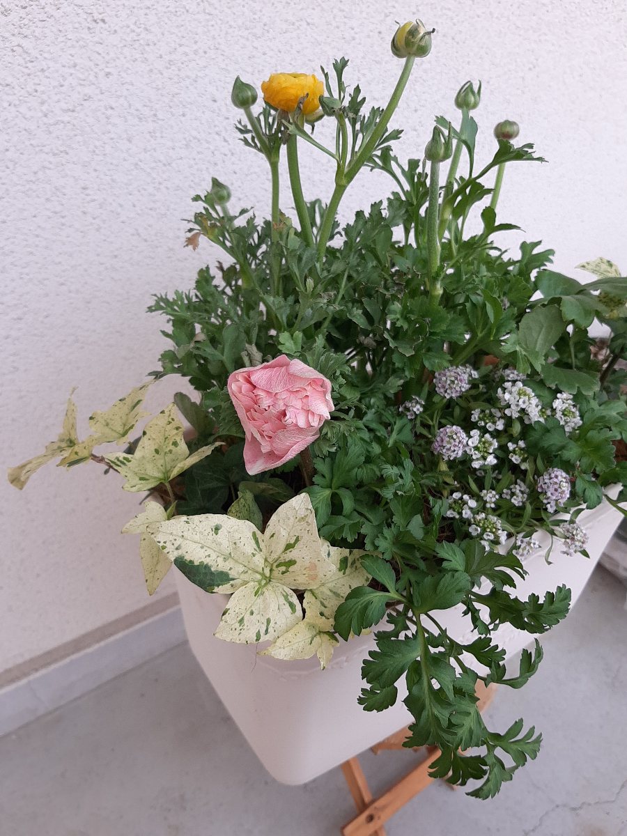 アネモネ クラシカルピンクの寄せ植え - amidiary ゆるゆるガーデニング