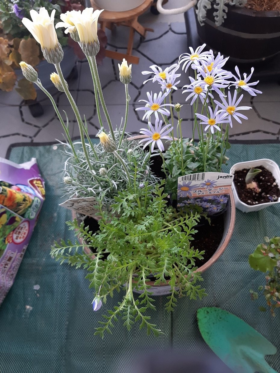 ちょっとナチュラルなシエルブリエの寄せ植え&メンテナンス - amidiary