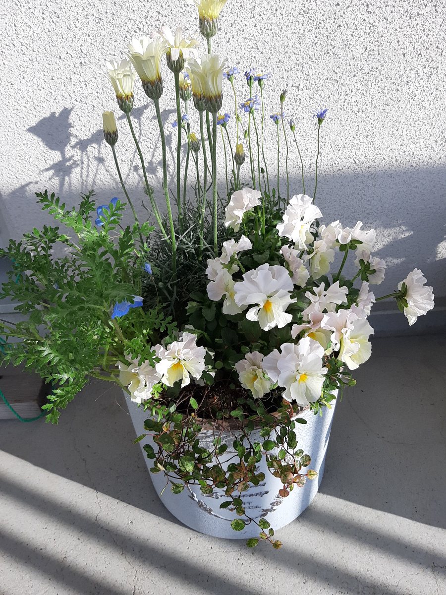 ちょっとナチュラルなシエルブリエの寄せ植え&メンテナンス - amidiary