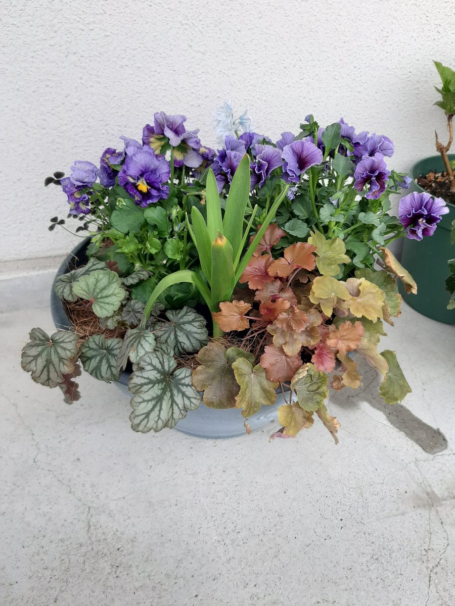 ちょっとナチュラルなシエルブリエの寄せ植え&メンテナンス - amidiary