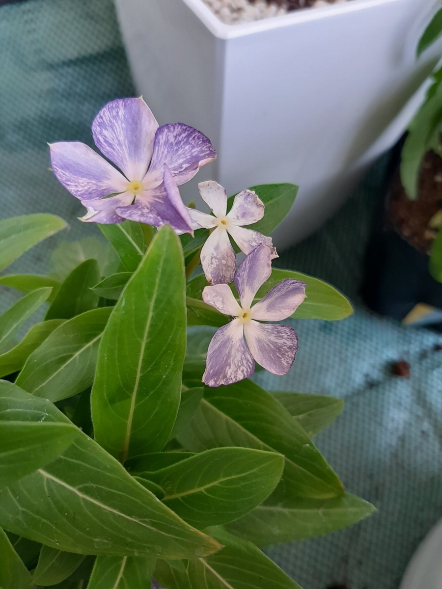 夏が近いよ 涼しげなブルーの寄せ植え - amidiary ゆるゆるガーデニング