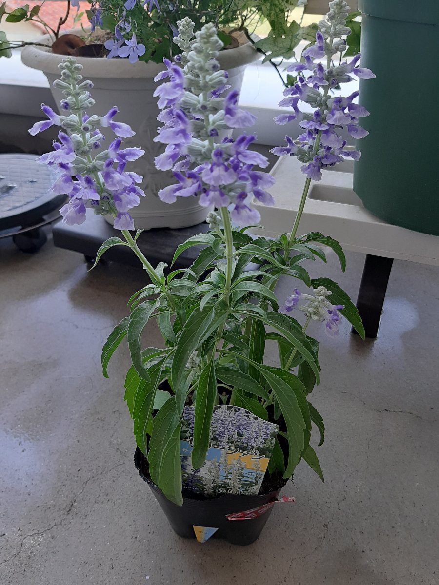 夏が近いよ 涼しげなブルーの寄せ植え - amidiary ゆるゆるガーデニング