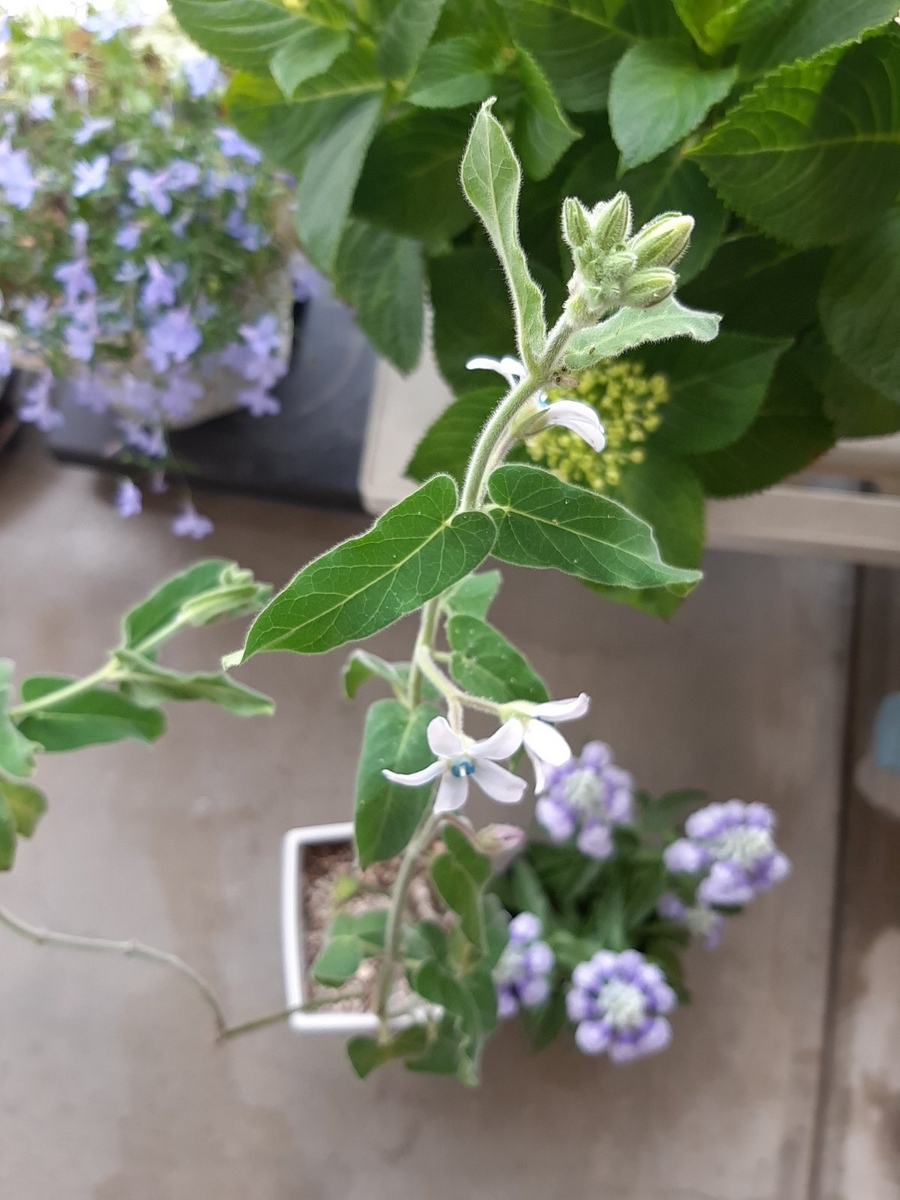 夏が近いよ 涼しげなブルーの寄せ植え - amidiary ゆるゆるガーデニング