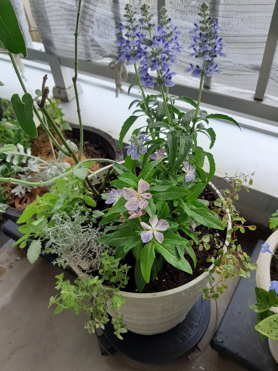 夏が近いよ 涼しげなブルーの寄せ植え - amidiary ゆるゆるガーデニング