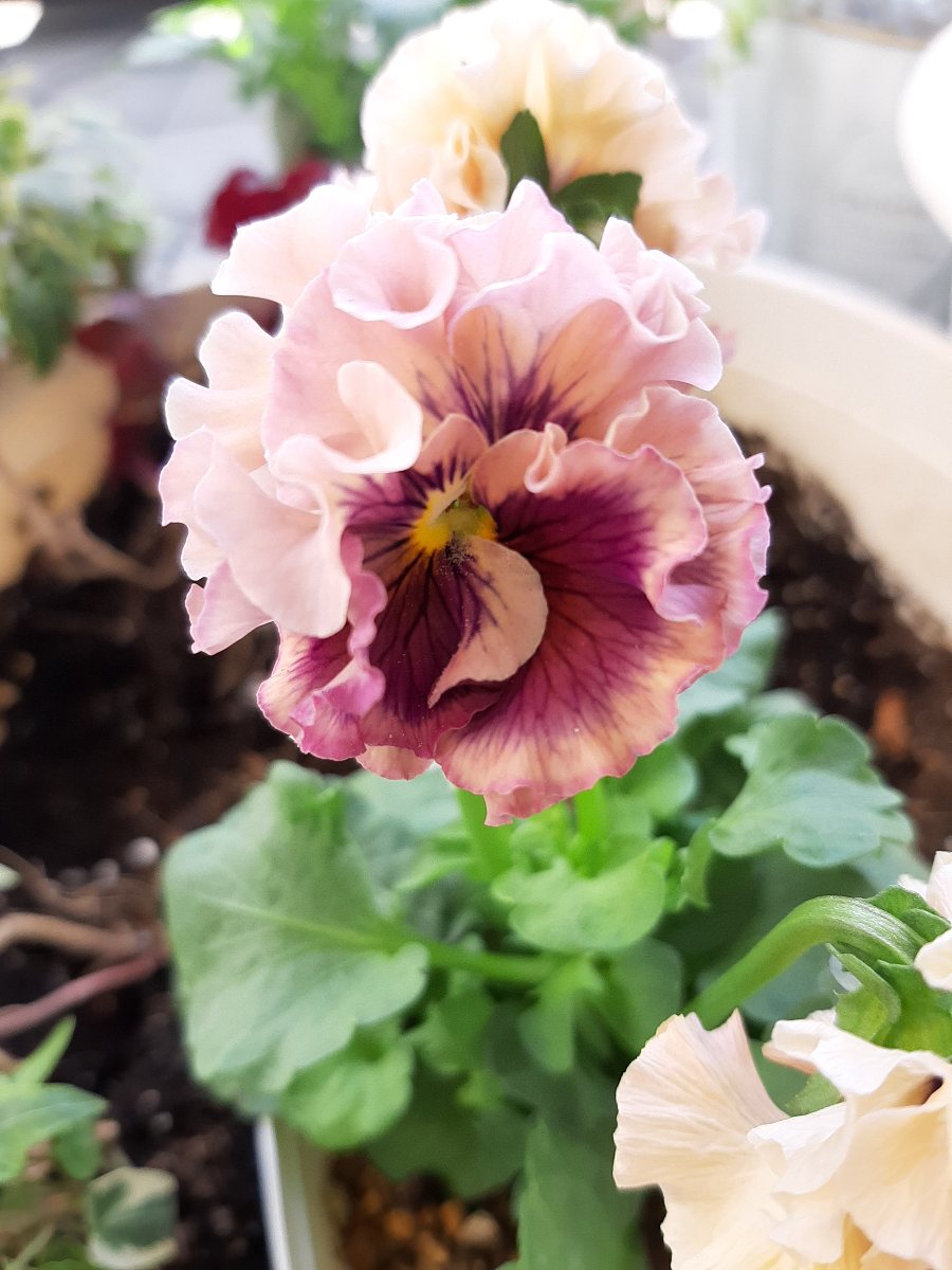 寄せ植え花　アントワネット 私の寄せ植えの作り方を詳しく♡＊ 下準備編〜＊ローヴ ドゥ