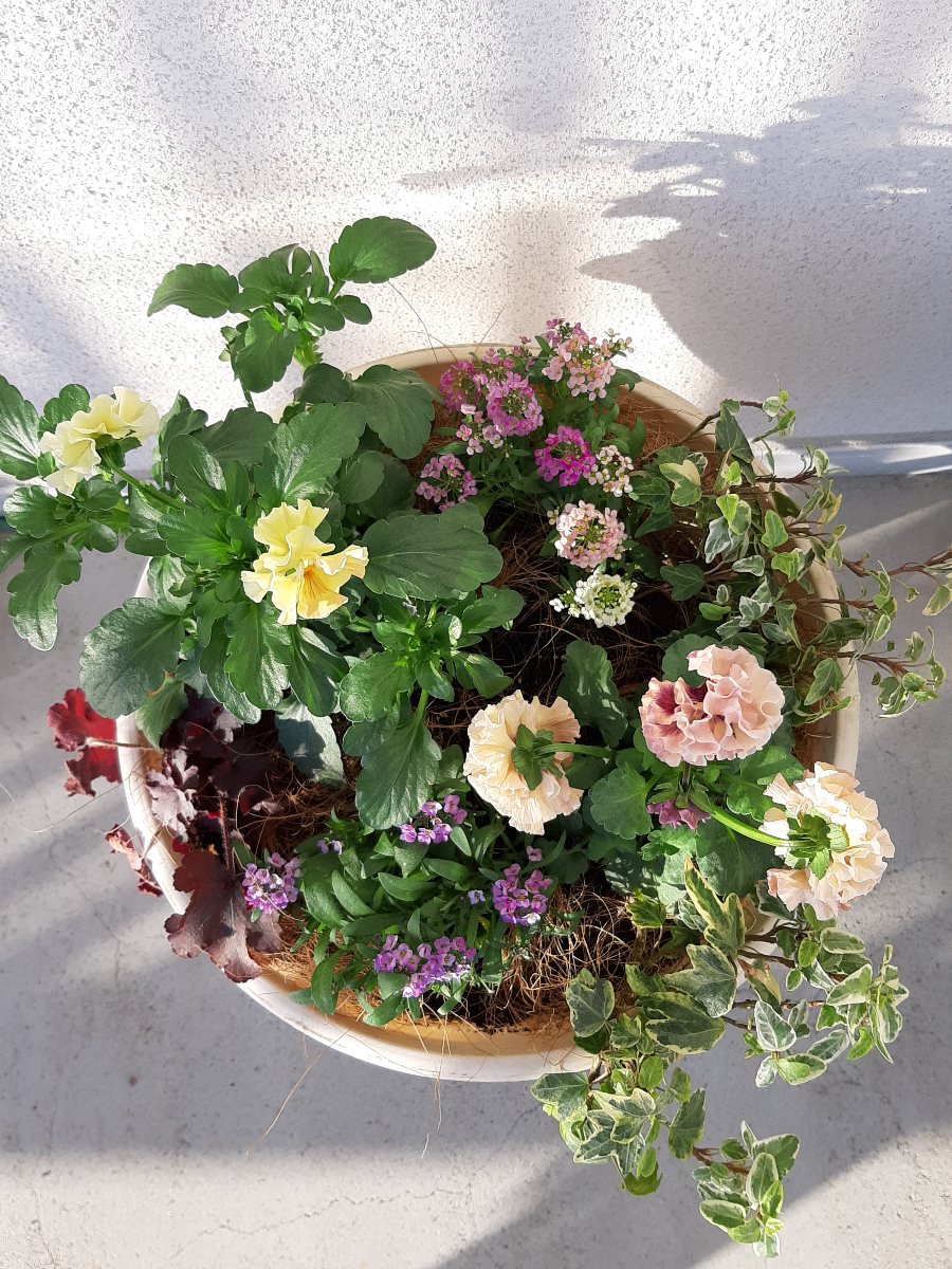 冬本番前に…ローブドゥアントワネットの寄せ植え - amidiary ゆるゆる