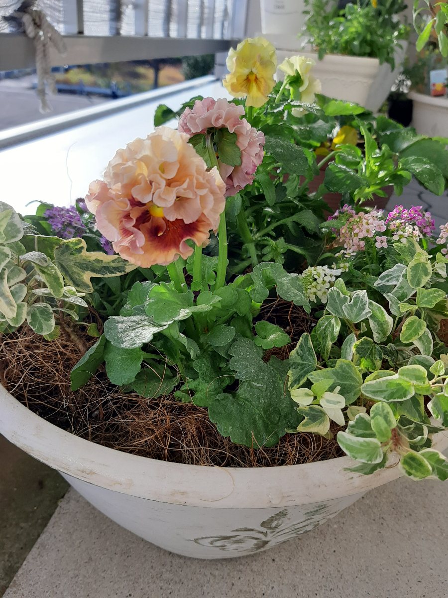 冬本番前に…ローブドゥアントワネットの寄せ植え - amidiary ゆるゆる