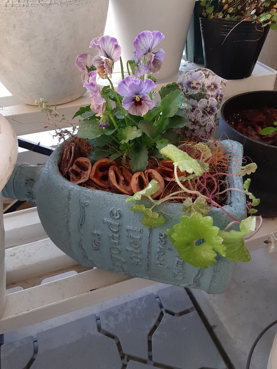 ブルーの寄せ植え ラピスラズリとシエルブリエ - amidiary ゆるゆる