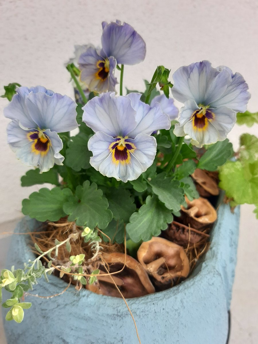 そら。ハッピービデンスいっぱいな 寄せ植え&シエルブリエと仲間達