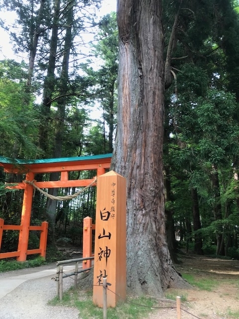 f:id:amies_via:20180622061142j:plain f:id:amies_via:20180622061142j:plain