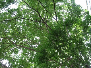 f:id:amihsim:20070725093955j:image:right