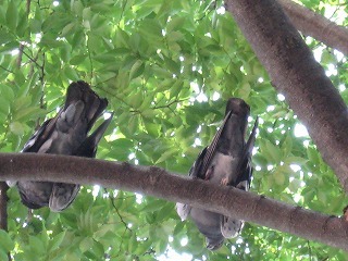 f:id:amihsim:20070725094435j:image:right