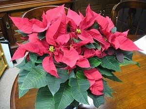 f:id:amihsim:20071207083020j:image:right