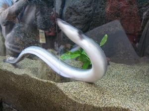 f:id:amihsim:20080126090040j:image:right