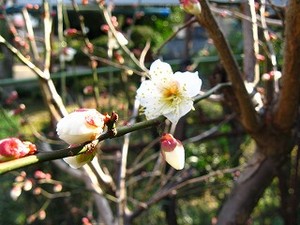 f:id:amihsim:20080204081314j:image:right