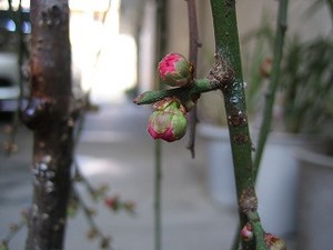 f:id:amihsim:20080219083740j:image:right