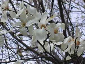 f:id:amihsim:20080322083228j:image:right