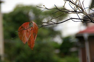 f:id:amihsim:20081128083003j:image