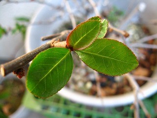 f:id:amihsim:20081217083645j:image