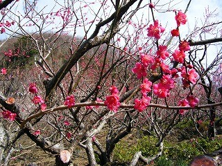 f:id:amihsim:20090218081651j:image