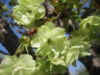 f:id:amihsim:20090412081805j:image