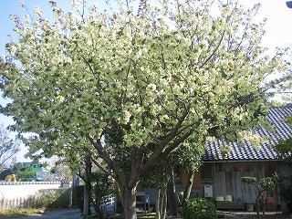 f:id:amihsim:20090412083136j:image