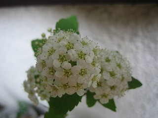 f:id:amihsim:20090417081348j:image