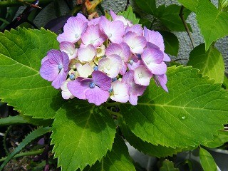 f:id:amihsim:20090606082056j:image f:id:amihsim:20090606082056j:image