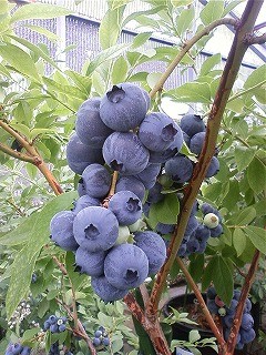 f:id:amihsim:20090620081806j:image