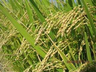 f:id:amihsim:20091004090828j:image