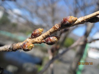 f:id:amihsim:20100313144630j:image