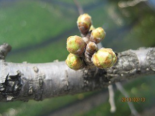 f:id:amihsim:20100313144906j:image