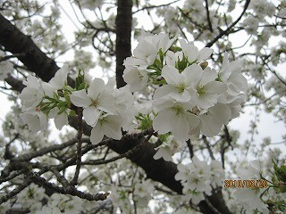 f:id:amihsim:20100330083450j:image