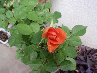 f:id:amihsim:20100516074447j:image