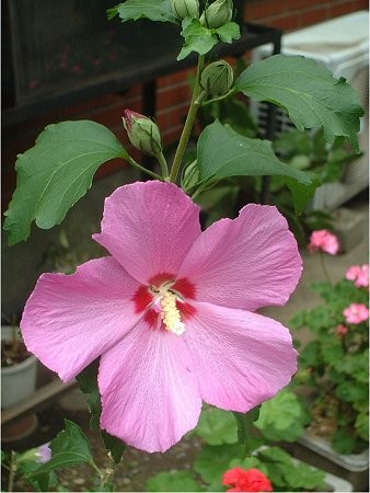 f:id:amihsim:20100604102400j:image
