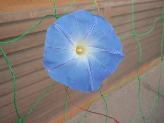 f:id:amihsim:20100625121943j:image
