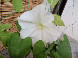 f:id:amihsim:20100803075725j:image